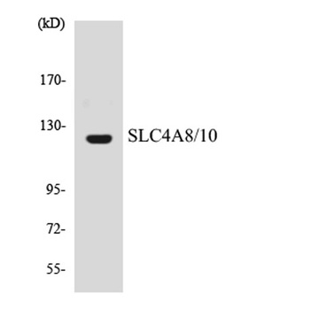 SLC4A8/10 rabbit pAb