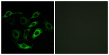 PD2R antibody