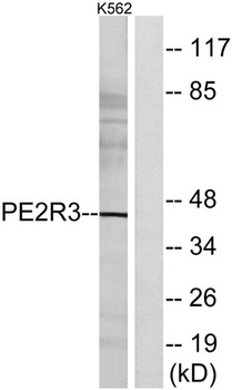 EP3 rabbit pAb