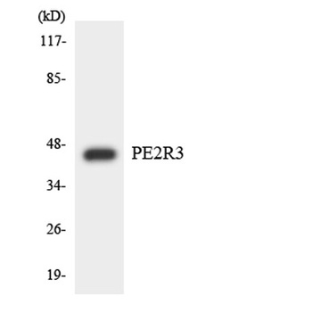 EP3 rabbit pAb