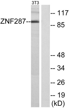 ZNF287 rabbit pAb