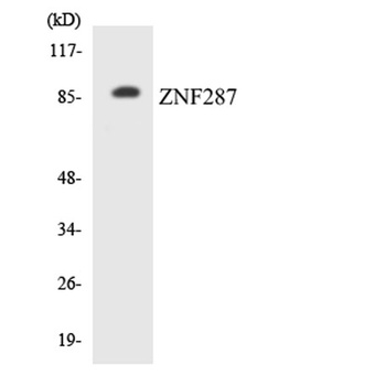 ZNF287 rabbit pAb