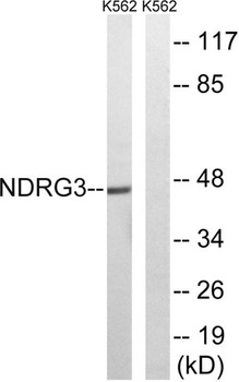 NDRG3 rabbit pAb