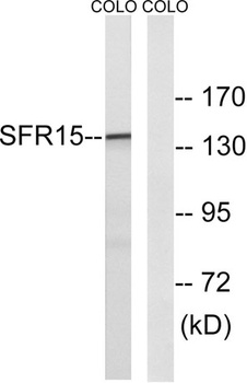 SFRS15 antibody