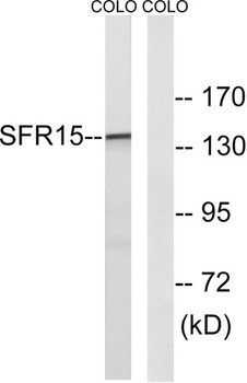 SFRS15 rabbit pAb