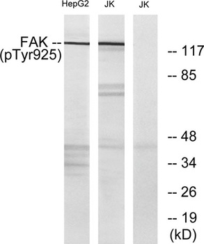 FAK (phospho Tyr925) rabbit pAb