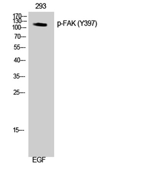FAK (phospho Tyr397) rabbit pAb
