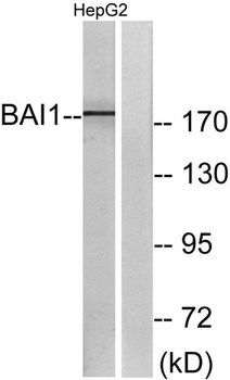 BAI-1 rabbit pAb