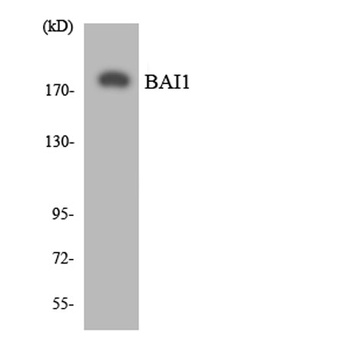 BAI-1 rabbit pAb