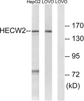 NEDL2 antibody