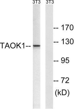 PSK2 rabbit pAb