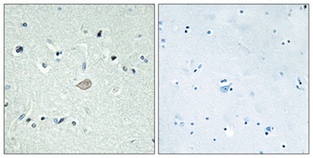 BAI-3 rabbit pAb