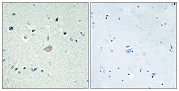 BAI-3 antibody