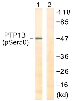 PTP1B (phospho Ser50) rabbit pAb