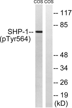 SH-PTP1 (phospho-Tyr564) antibody