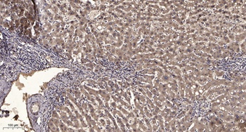 SH-PTP1 (phospho Tyr564) rabbit pAb
