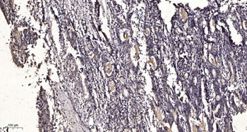 SH-PTP1 (phospho Tyr564) rabbit pAb