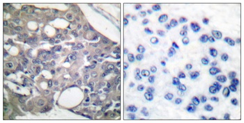 SH-PTP1 (phospho Tyr536) rabbit pAb