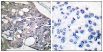 SH-PTP1 (phospho-Tyr536) antibody