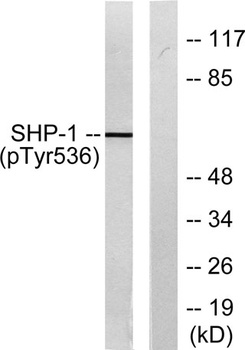 SH-PTP1 (phospho-Tyr536) antibody