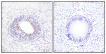 SH-PTP1 rabbit pAb