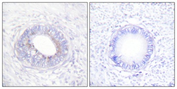 SH-PTP1 antibody