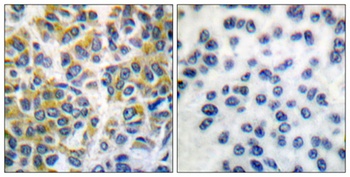 SH-PTP1 rabbit pAb