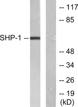 SH-PTP1 rabbit pAb