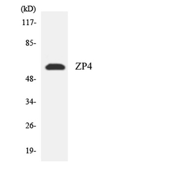 ZP4 antibody