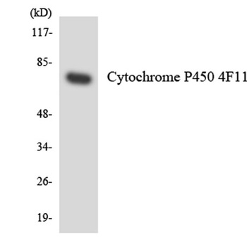 CYP4F11 antibody