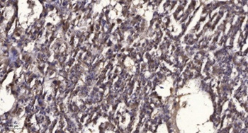 PTPalpha (phospho-Tyr798) antibody