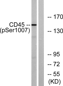 CD45 (phospho-Ser1007) antibody