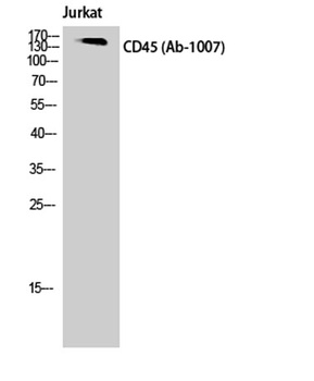CD45 rabbit pAb