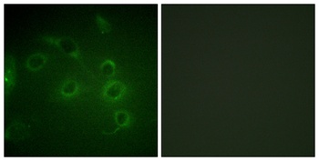 CD45 rabbit pAb