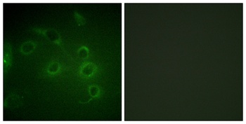 CD45 antibody