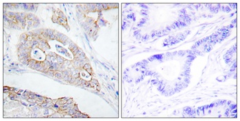 CD45 rabbit pAb