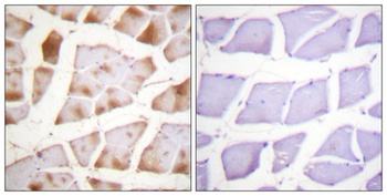 Actin-alpha/gamma antibody