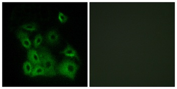 Bax (phospho-Thr167) antibody