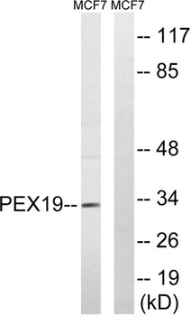 Peroxin 19 rabbit pAb Antibody