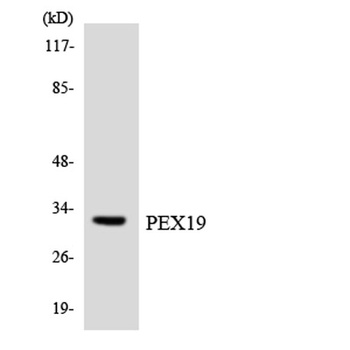 Peroxin 19 rabbit pAb Antibody