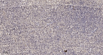 Peroxin 19 rabbit pAb Antibody