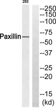 Paxillin rabbit pAb