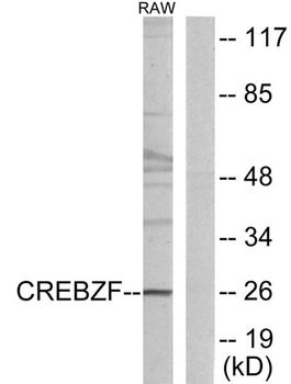 Zhangfei rabbit pAb