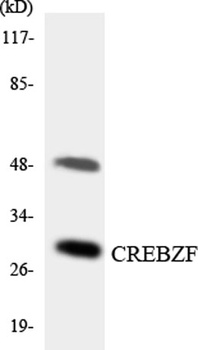 Zhangfei rabbit pAb
