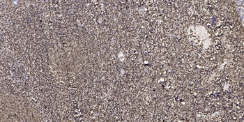 Zhangfei rabbit pAb