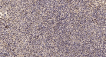 MYL7 antibody