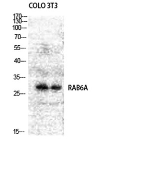 Rab 6A rabbit pAb