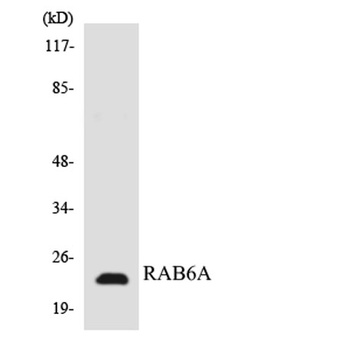 Rab 6A rabbit pAb