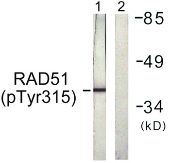 Rad51 (phospho Tyr315) rabbit pAb