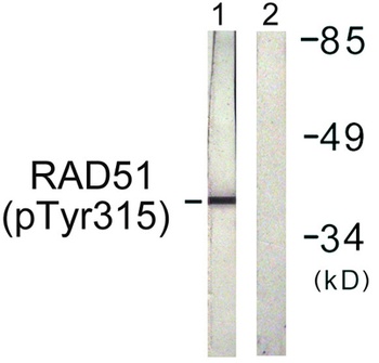 Rad51 (phospho-Tyr315) antibody